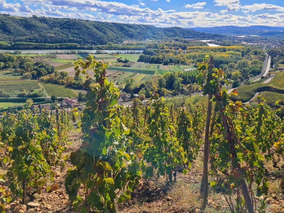 Gite De 70M² Avec Vue Sur Le Massif Du Pilat Clonas-sur-Vareze Eksteriør billede